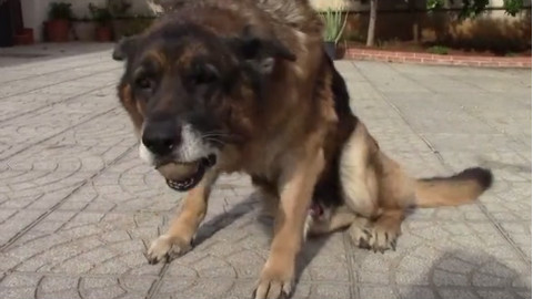 实拍德国牧羊犬面临孤独终老前,主人目睹了这心酸的一幕!